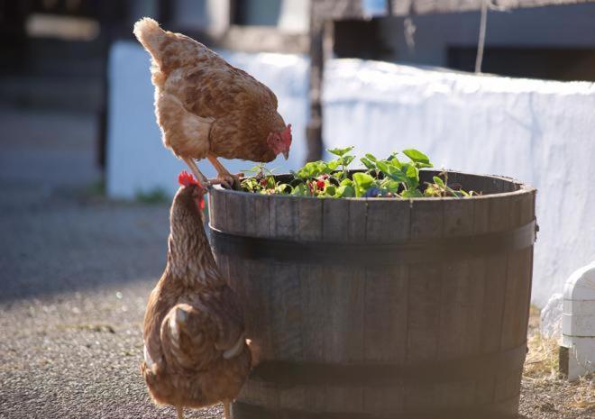 Rosefinch Sleeps 2 Persons-Private Hot Tub-Tranquil Holiday Away From It All Yet Not Far From St Austell- The Holiday Home Has One Bedroom, Living And Dining Area, Equipped Kitchen-Decking-Outdoor Furniture-Fishing Lakes-Non Pet Unit Εξωτερικό φωτογραφία